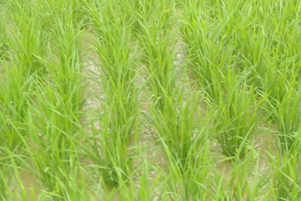 早稻出现僵苗该如何处理，需及时排水露田、合理施用肥料等