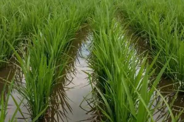 早稻出现僵苗该如何处理，需及时排水露田、合理施用肥料等