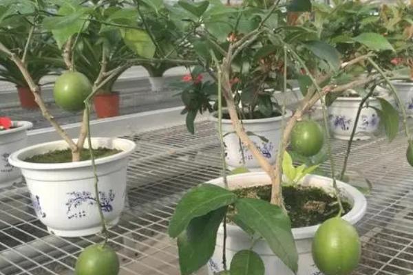柠檬盆栽技术，生长发育中需要较多的水分