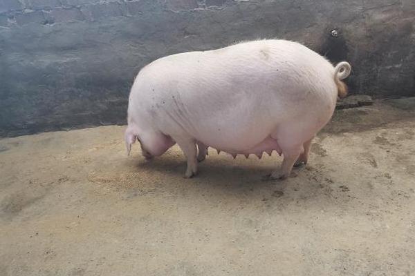 母猪怀孕几个月生小猪，妊娠期为110-120天