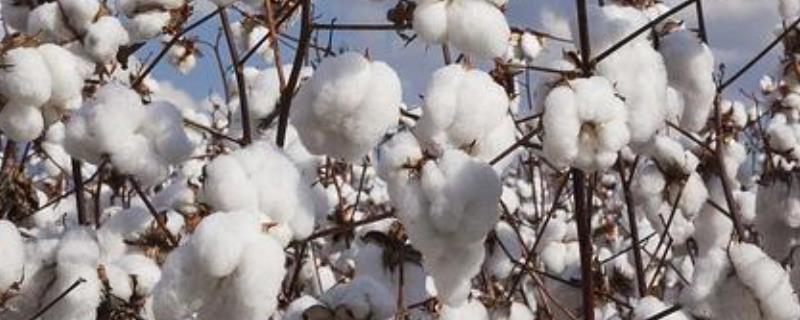 新石选162棉花种子介绍，注意防治棉蚜