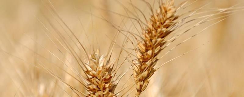 皖宿0313小麦种简介，适宜播期10月上中旬