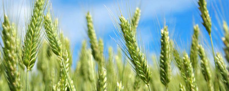 菏麦30小麦品种的特性，中抗白粉病
