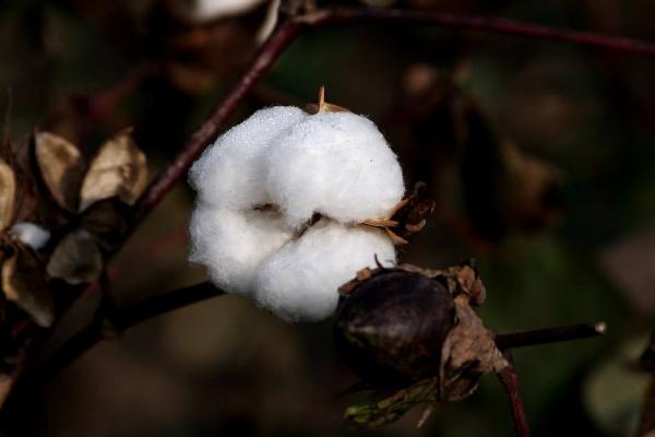 新石选162棉花种子介绍，注意防治棉蚜