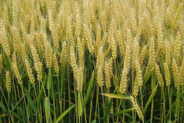 轮选49小麦种子简介，适宜播种期10月上中旬