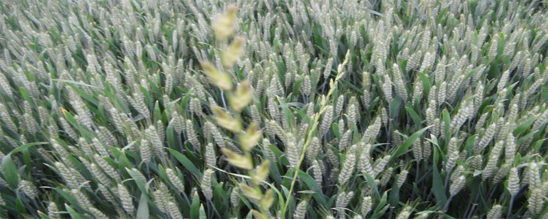 轮选49小麦种子简介，适宜播种期10月上中旬
