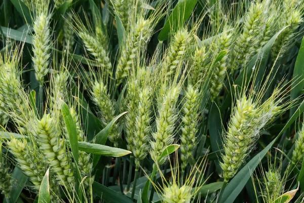 齐民12号小麦品种简介，晚播需适当加大播种量