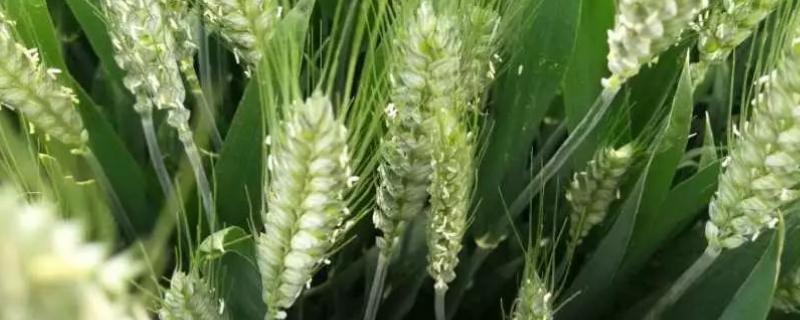 信粮9号小麦品种简介，每亩基本苗14万－22万