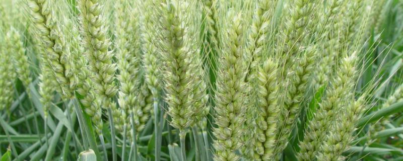 郑麦9188小麦种子特征特性，适宜播期10月上中旬