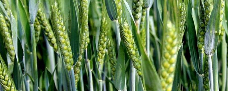 光明麦1526小麦种子介绍，全生育期亩施纯氮16千克
