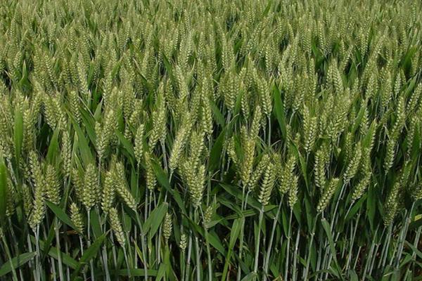 日辉麦22小麦种子介绍，中抗赤霉病