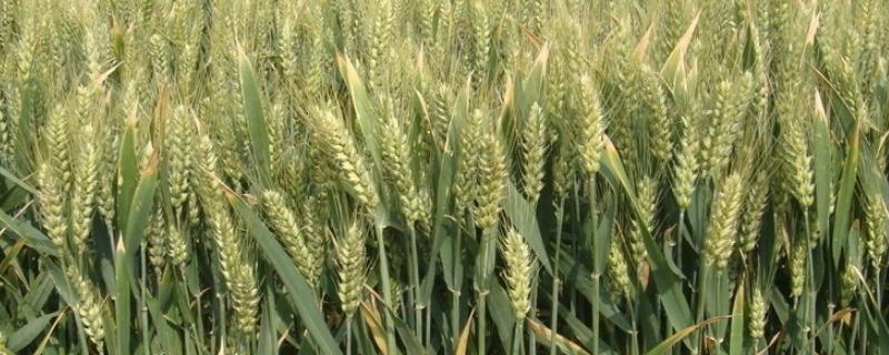 襄麦46小麦种子介绍，全生育期197.7天