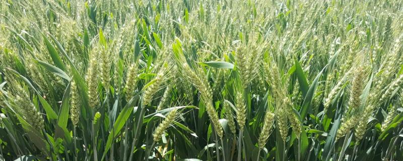 石农083小麦种子特征特性，抽穗前后应及时防治麦蚜