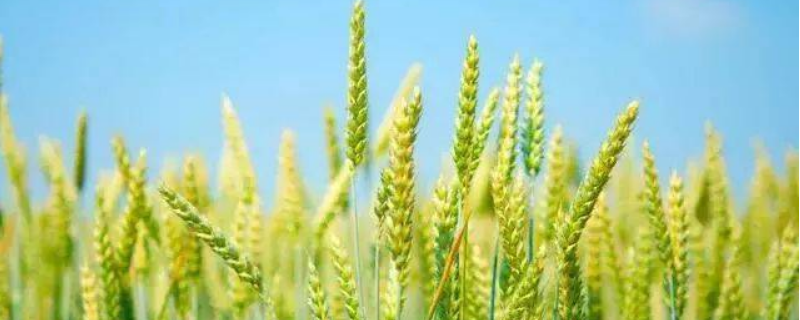 国红12小麦种子简介，全生育期198.2天