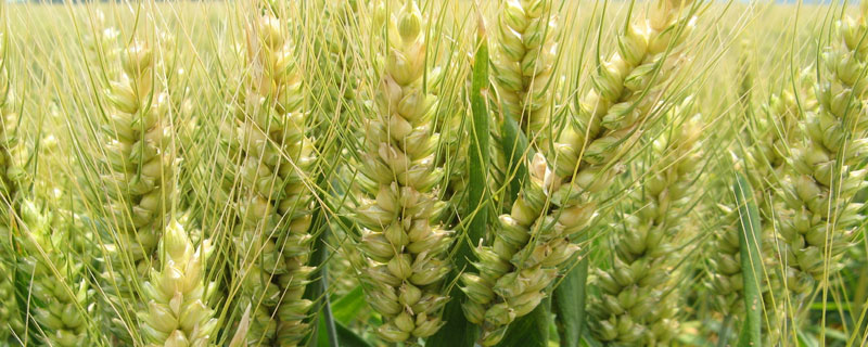 信麦136小麦种子介绍，全生育期197.7天