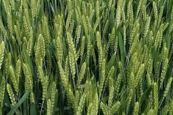 冀麦782小麦种子介绍，适宜播期10月5－15日