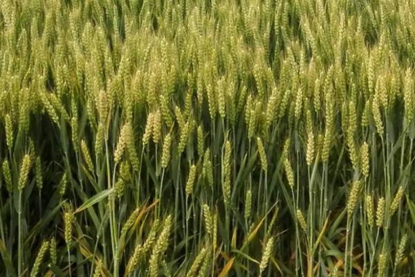 中麦121小麦种子特点，全生育期249天