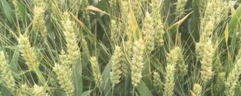 众麦1818小麦种简介，适宜播期10月上中旬