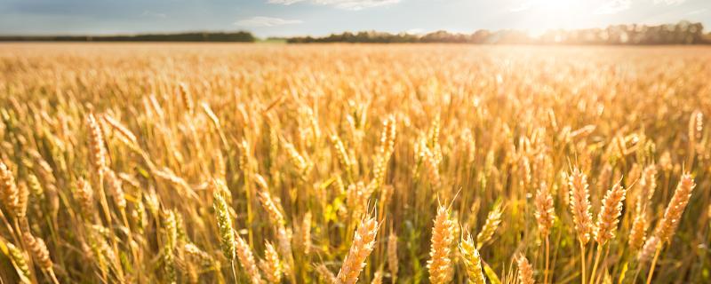 科大1026小麦种子介绍，适宜播期10月上中旬