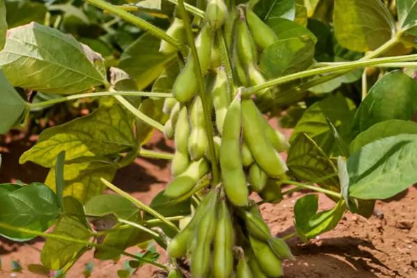 泉豆17大豆品种简介，高肥力地块4万株