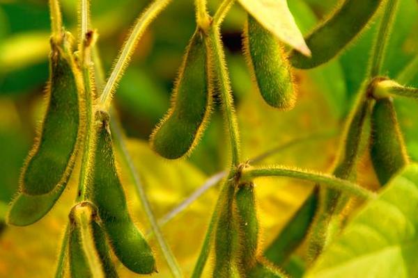 中黄80大豆种子特征特性，亩种植密度
