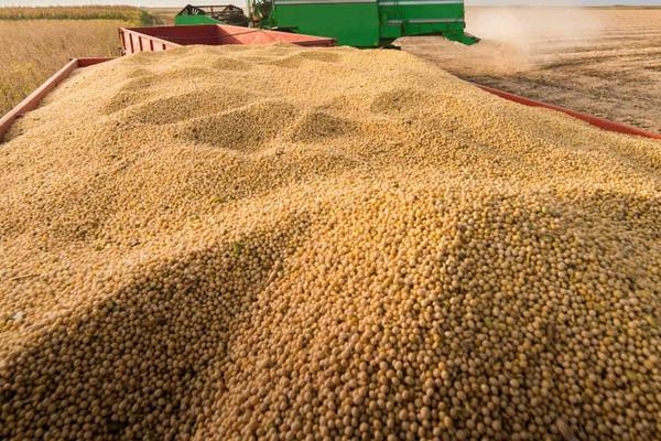 交大14大豆种简介，中等肥力地块8万株