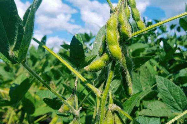 泉豆17大豆品种简介，高肥力地块4万株