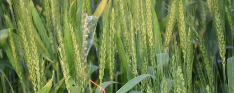 新麦45小麦种简介，品质指标达到强筋小麦品种标准
