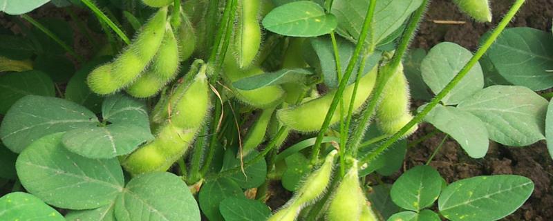 黑农84大豆种子简介，北方春大豆中早熟品种