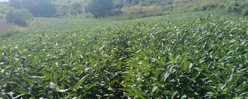 吉农84大豆种子简介，亩种植密度