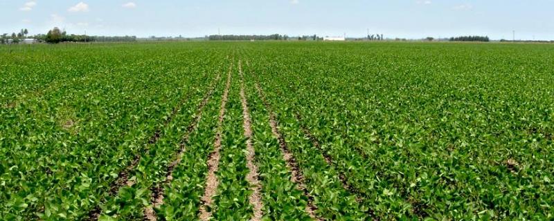 嫩奥11大豆品种简介，低肥力地块4万株