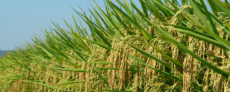 玖两优169水稻种子简介，每亩大田用种量1－5千克