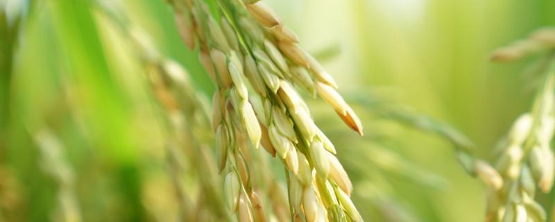 新两优银丝苗水稻种子简介，每亩插足基本苗6万－8万