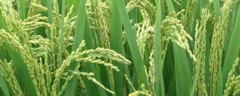 振两优0373水稻种子介绍，每亩插足基本苗6万以上