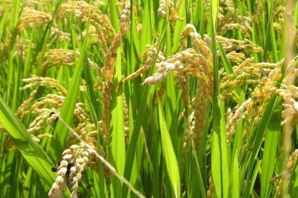 莉丰优1597水稻种简介，每亩有效穗数20.5万穗