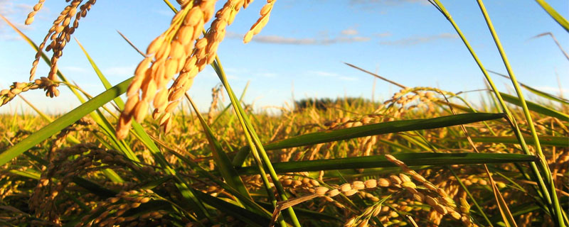 宁粳14号水稻种子特征特性，每亩有效穗数21.6万穗