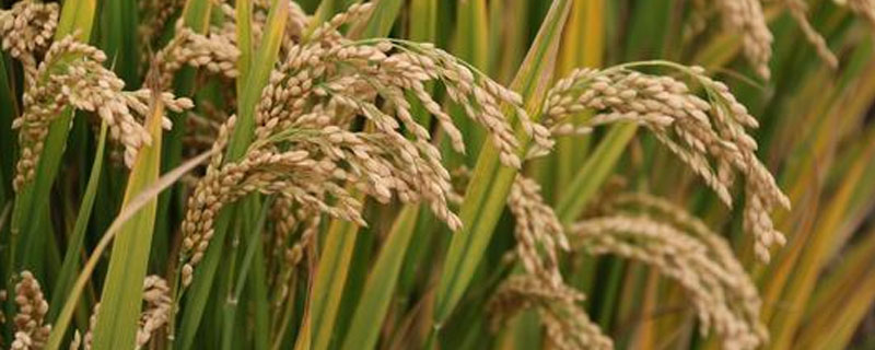 泰优390水稻种子介绍，病虫防治