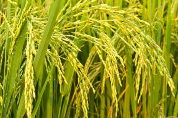 香龙优双喜水稻品种简介，抛秧栽培每亩不少于8万穴