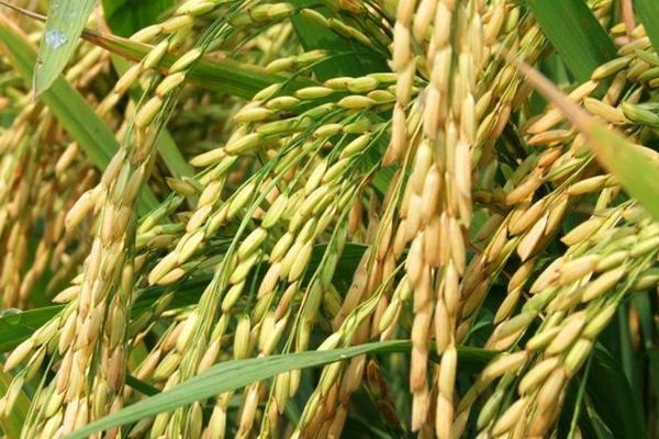 乐两优66水稻品种的特性，中抗稻瘟病