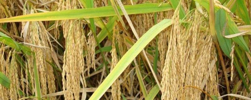 隆优1706水稻品种简介，每亩插足基本苗6万以上