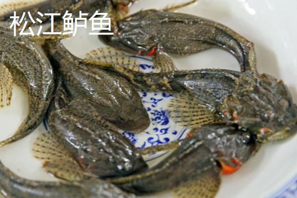 鲈鱼的水温和盐度多少，不同品种适宜的水温和盐度都不同