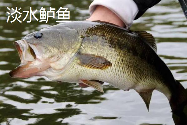 鲈鱼的水温和盐度多少，不同品种适宜的水温和盐度都不同