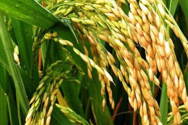 中浙优11水稻种子介绍，一般亩种田播种量5－10千克