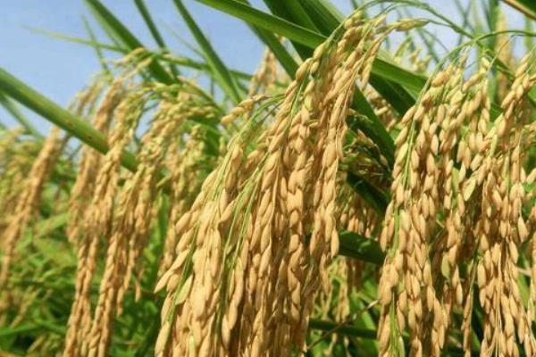 强两优奥香丝苗水稻种简介，每亩有效穗数16.4万穗