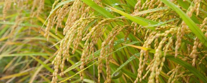 煊两优香占水稻种子简介，每亩有效穗数17.0万穗