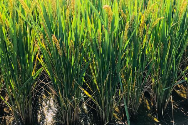 荃广优巴斯香占水稻种简介，每亩有效穗数15.3万穗