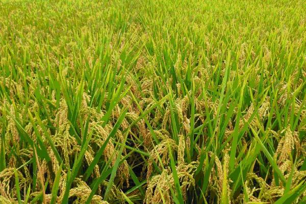 新优5388水稻种子特点，籼型三系杂交水稻品种