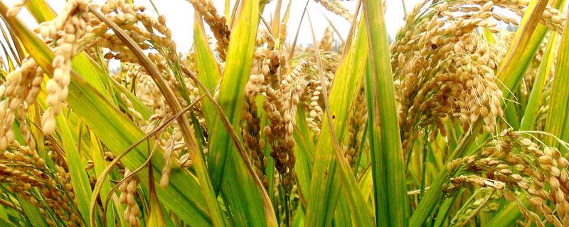荃两优洁田丝苗水稻种子介绍，每亩有效穗数15.9万穗