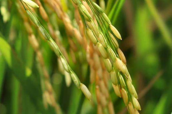隆晶优1706水稻种子特征特性，病虫防治
