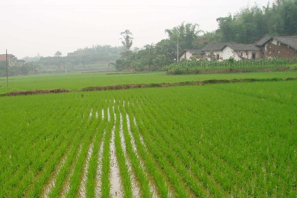 荃两优洁田丝苗水稻种子介绍，每亩有效穗数15.9万穗